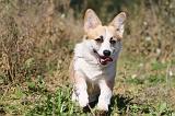 CORGI PEMBROKE 333
